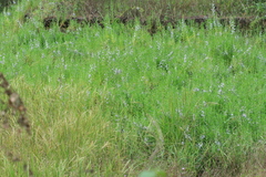 Angelonia salicariifolia